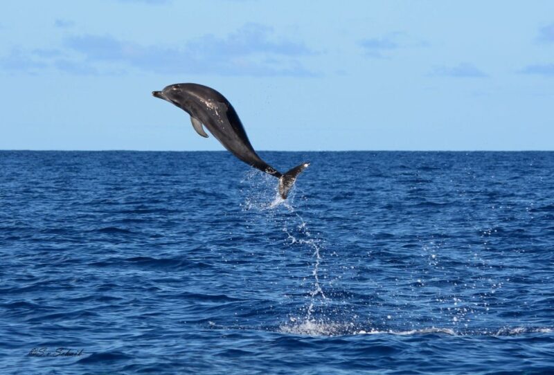 Madeira: Whale and Dolphin Watching Tour - FAQ