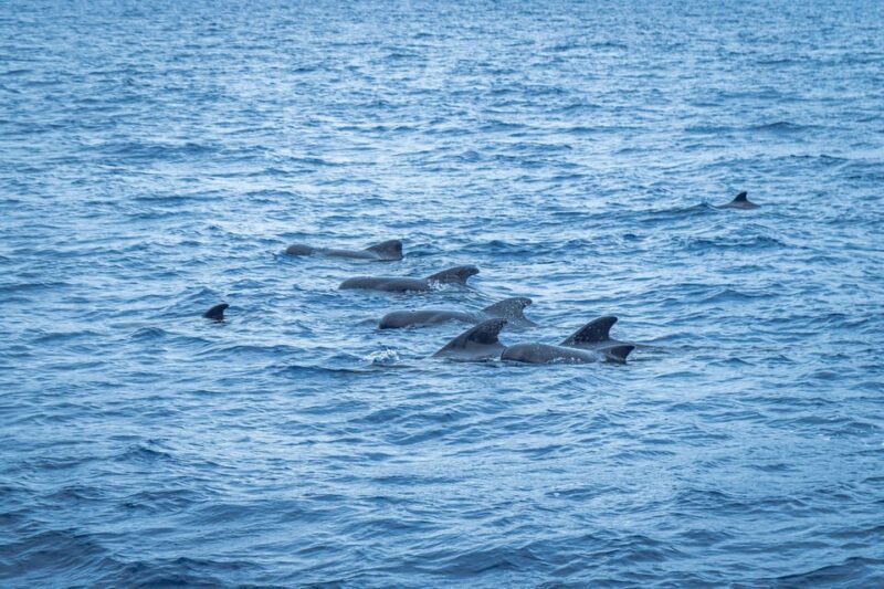 Madeira : Whales and Dolphins wooden boat excursion - The Verdict: Is It Worth It?