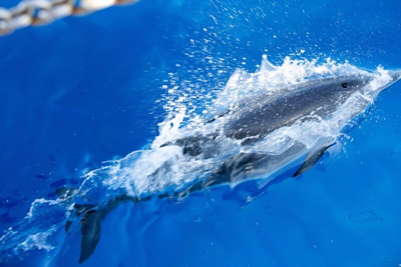 Madeira : Whales and Dolphins wooden boat excursion - FAQs