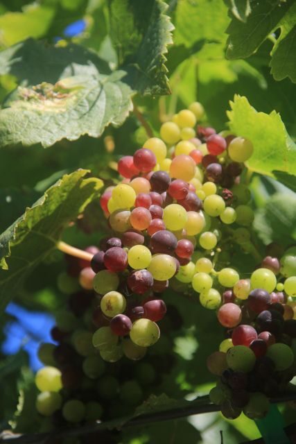 Madeira: Wine & Tapas, Cabo Girão Skywalk 4x4 Jeep Adventure - A Thorough Look at the Tour Experience