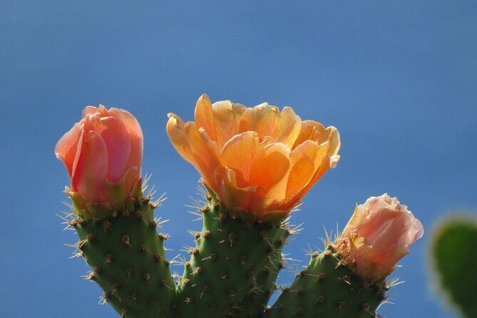 Madeira's Majestic South Coastal Wonders - Final Thoughts