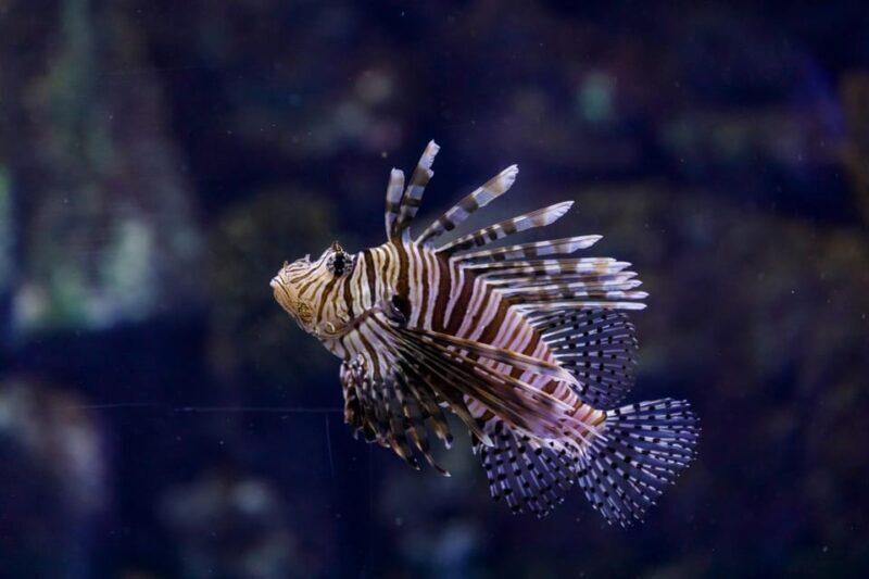 Madrid: Atlantis Aquarium Entry Ticket - An In-Depth Look at the Atlantis Aquarium Madrid