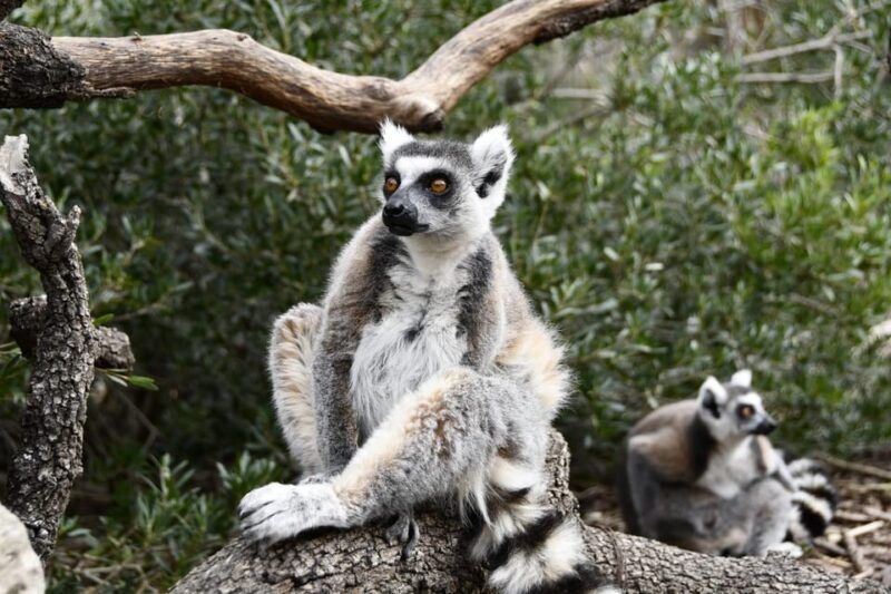 Madrid: Faunia Entry Ticket - Educational Activities and Conservation Efforts