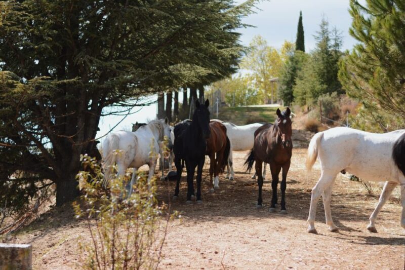 Madrid: Horse Riding in Sierra del Guadarrama National Park - The Sum Up