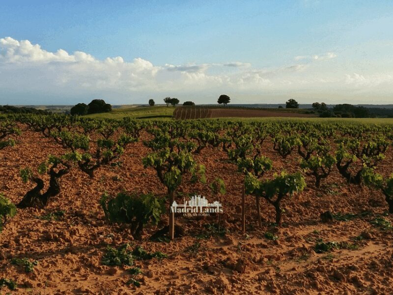 Madrid: Luxury Winery Emilio Moro Tour - Final Thoughts