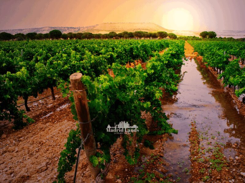 Madrid: Luxury Winner and Ribera del Duero Tour - Key Points