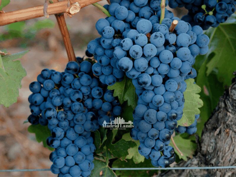 Madrid: Luxury Winner and Ribera del Duero Tour - Introduction: A Day of Elegance and Authenticity in Ribera del Duero