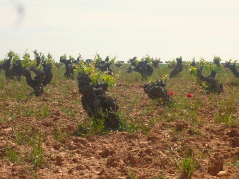 Madrid: Regional Madrid Wineries Guided Tour and Tastings - Authentic Experiences and Review Highlights