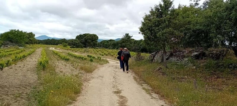 Madrid Wine Tour: Discover Unique Local Wineries & Tastings - FAQ