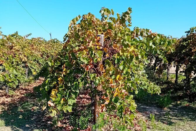 Madrid Wine Tour: Visit Two Wineries with Tastings - A Deep Dive into the Madrid Wine Tour