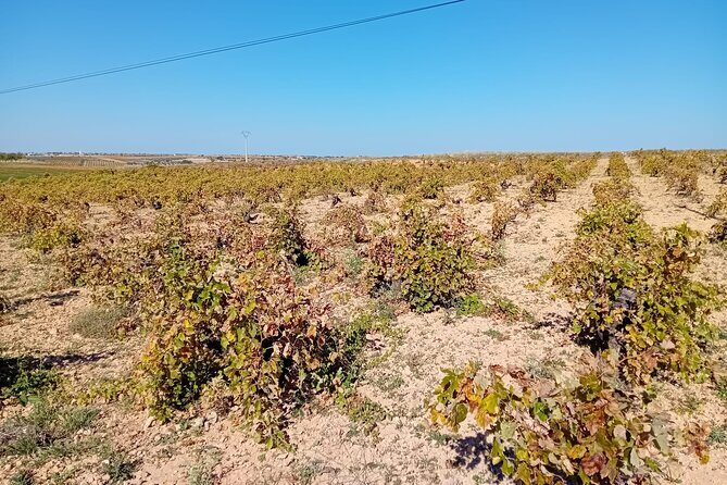 Madrid Wine Tour: Visit Two Wineries with Tastings - Final Thoughts