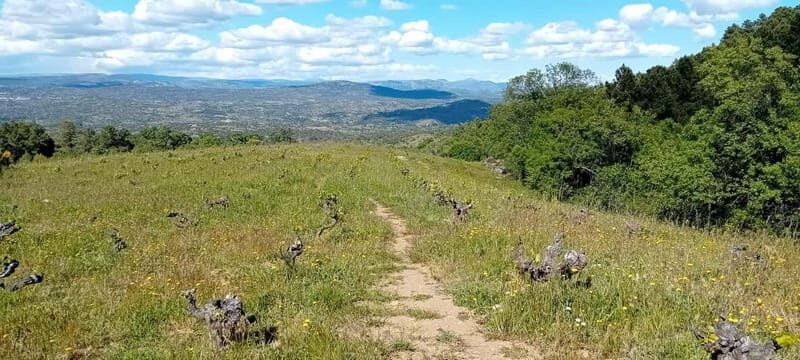 Madrid Winery Tour: Visit & Tasting With Sommelier Guide - The Journey and What to Expect