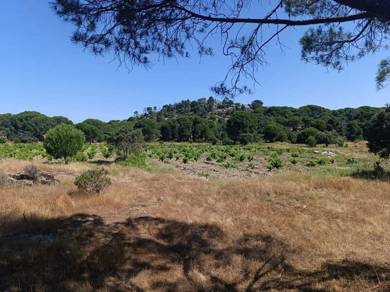 Madrid Winery Tour: Visit & Tasting With Sommelier Guide - Who Will Love This Tour?