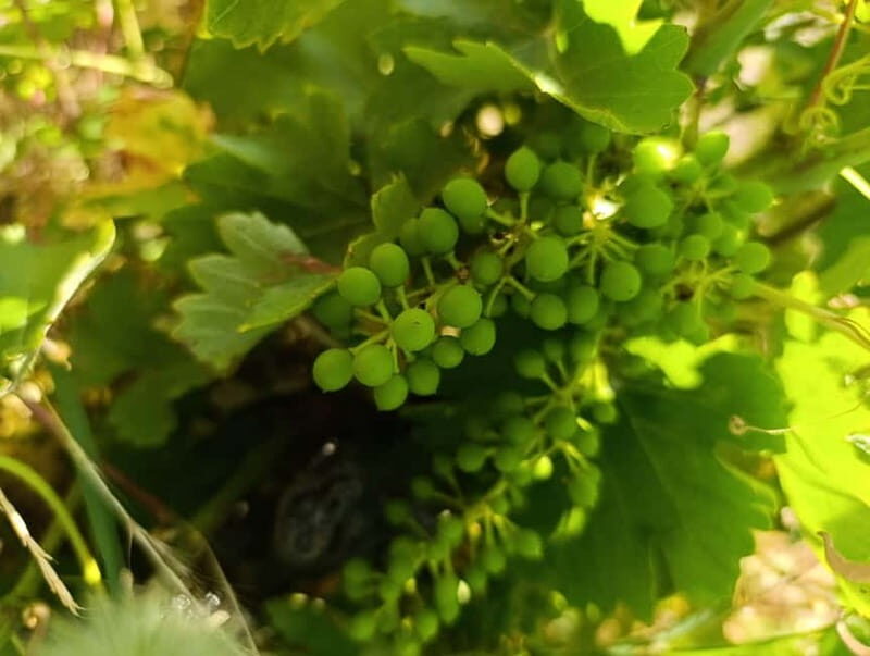 Madrid Winery Tour: Visit & Tasting With Sommelier Guide - Final Thoughts