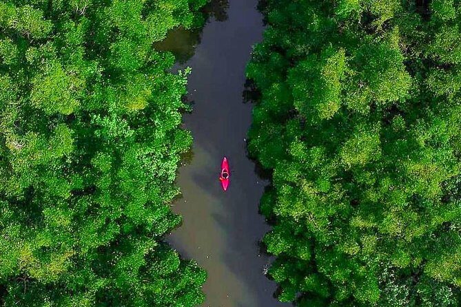 Madu River Sunrise Mangrove Kayaking from Bentota - Who Will Love This Tour?