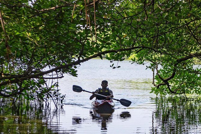 Madu River Sunrise Mangrove Kayaking from Bentota - FAQ