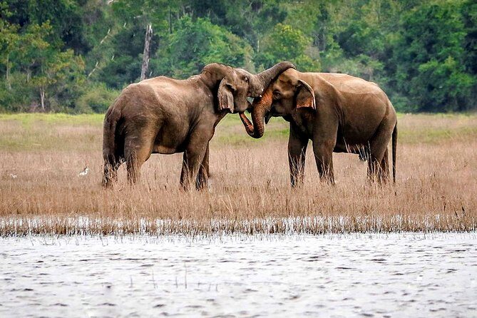 Maduru Oya National Park Private Safari with Naturalist - Who Will Love This Safari?