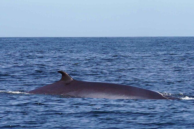 Magic Dolphin Sea Safaris - The Sum Up: Who Should Book Magic Dolphin Sea Safaris?
