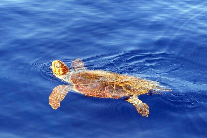 Magic Dolphin Sea Safaris - FAQ