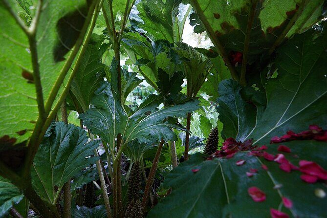 Magical and Exclusive Private Visit to the Fonte Baxa Garden, Luarca - The Sum Up