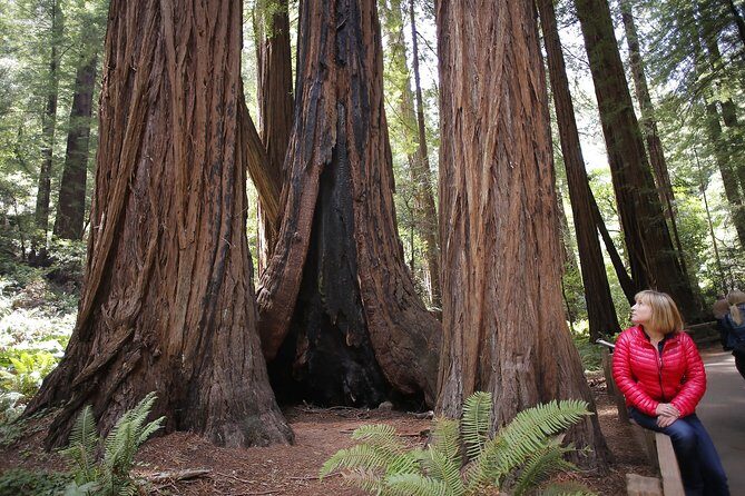 Magical Muir Woods Car Tour (Private & All-Inclusive) - Who Is This Tour Best For?