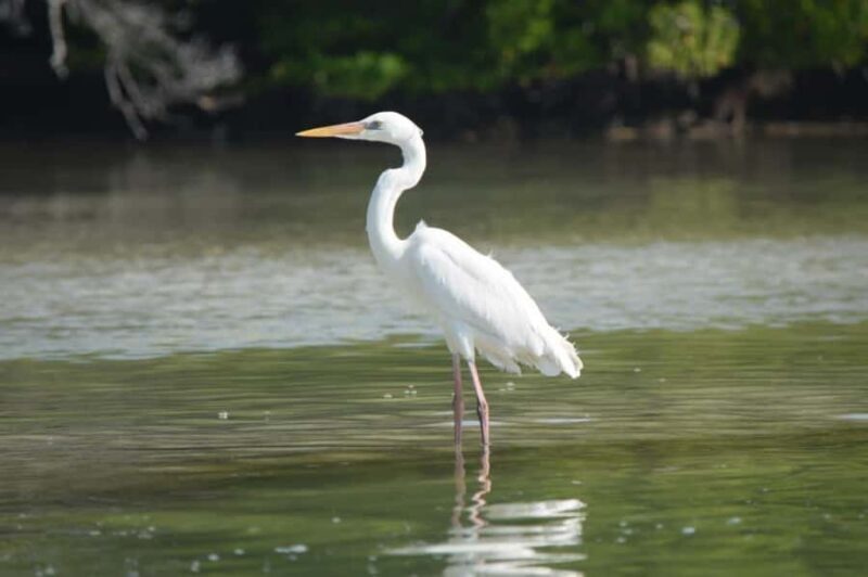 Magical Sunrise on Holbox Island VIP - Coffee & Light Breakfast - Frequently Asked Questions