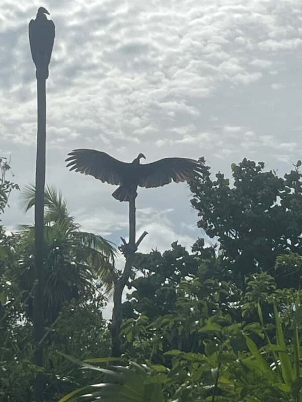 Magical Sunset at Sian Ka'an Biosphere, 3 hours boat tour - Key Points