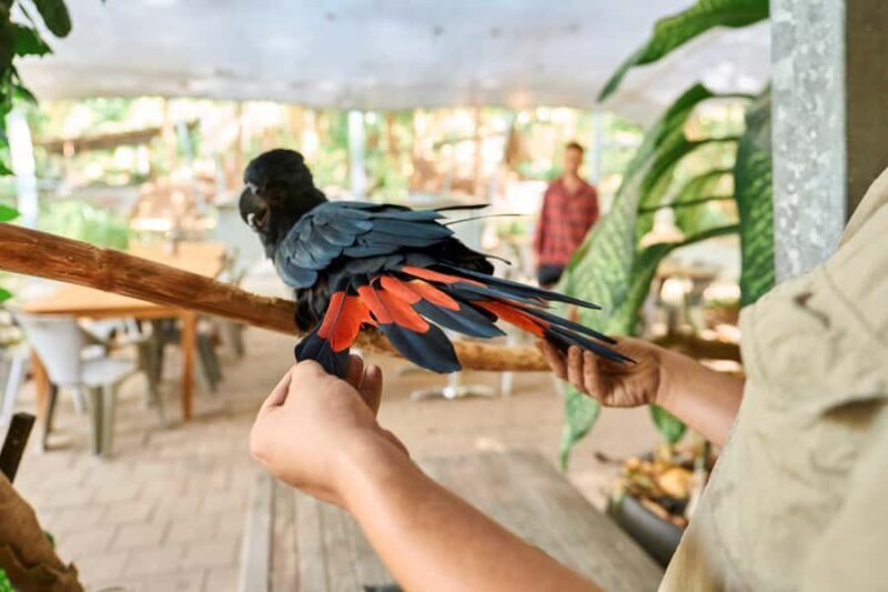 Magnetic Island: Breakfast with Koalas Experience - An In-Depth Look at the Experience