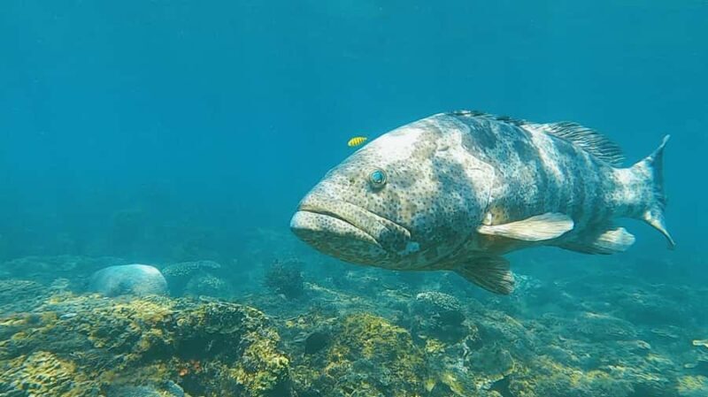 Magnetic Island: Snorkel Discovery Tour - FAQ