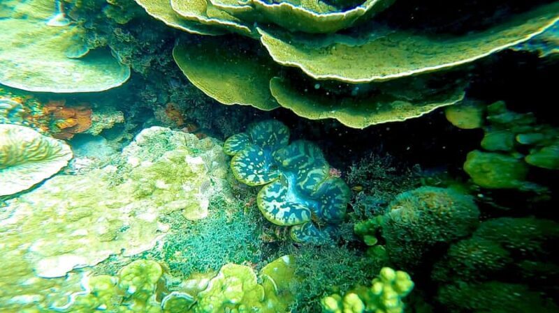 Magnetic Island: Snorkel Discovery Tour - Final Thoughts