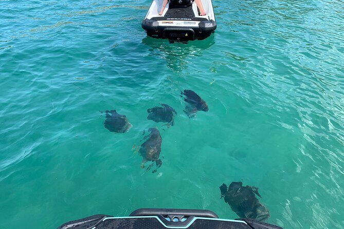 Magnetic Island Snorkel Jet Ski Tour - The Cost and Its Value