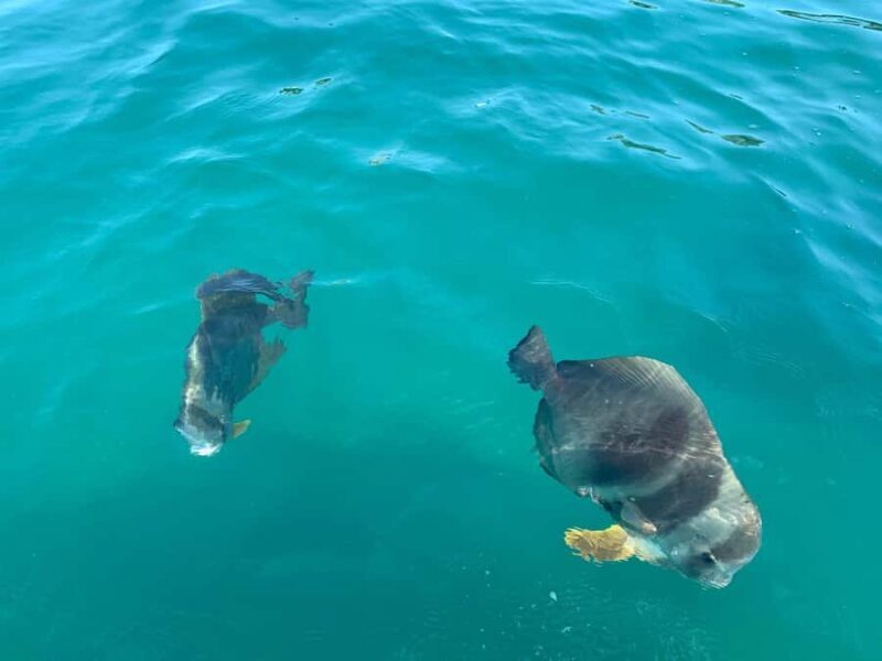 Magnetic Island Snorkel Jet Ski Tour - The Sum Up: Is It Worth It?