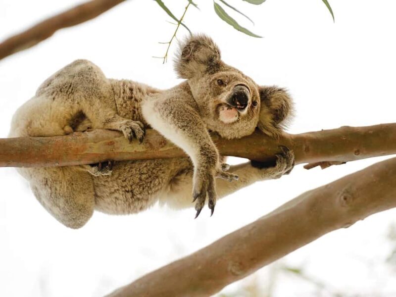 Magnetic Island: West Coast Eco Adventure Bus Tour - Key Points