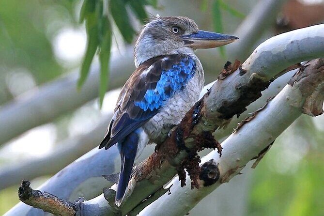 Magnetic Island: West Coast Eco Adventure - Key Points
