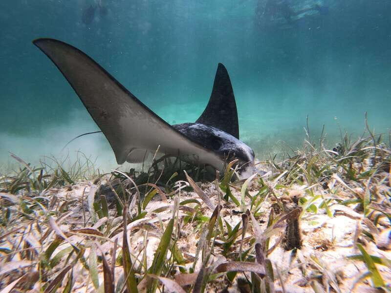 Mahahual: Snorkel Tour in Reef Lagoon - The Practicalities: Logistics, Cost, and Comfort