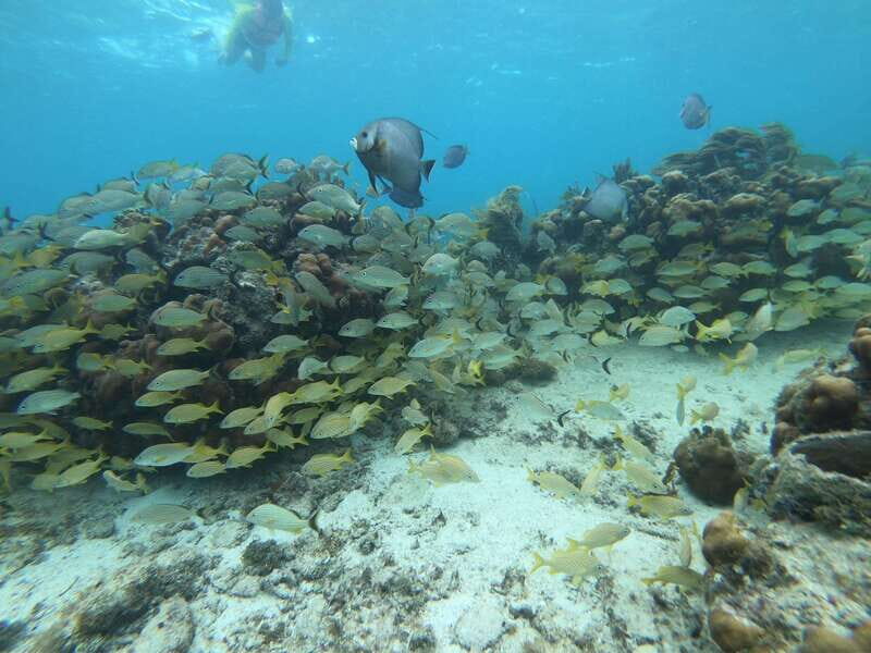 Mahahual: Snorkel Tour in Reef Lagoon - What Past Travelers Say