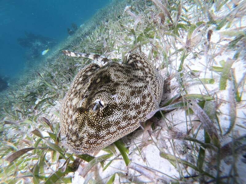 Mahahual: Snorkel Tour in Reef Lagoon - Who Will Enjoy This Tour?