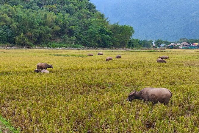 Mai Chau in 1 Day: Cycle Through Vietnams Peaceful Villages - Final Thoughts: Is This Tour Right for You?