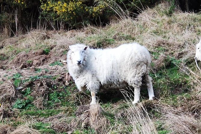 Mainland Peninsula Tour - Authentic Reviews and Insights