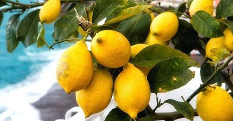 Maiori: Amalfi Coast Path of Lemons Day Trip with Tastings - The Experience in Depth