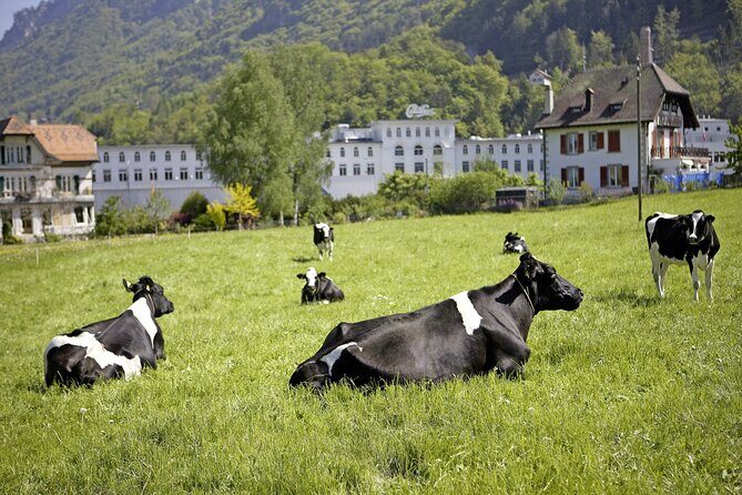 Maison Cailler Visit and Walk A Pioneer in the Meadows - A Detailed Look at the Tour Experience
