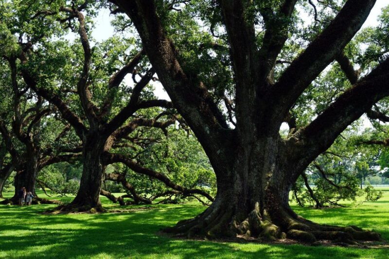 Majestic Oak Alley Plantation Tour - What the Tour Involves