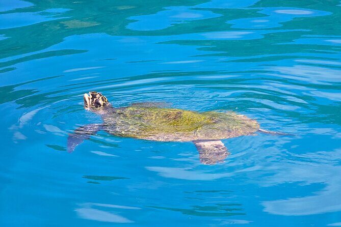 Major Tom -Sailing Day Cruise, with Snorkeling, Lunch & More! - Who Will Love This Tour?