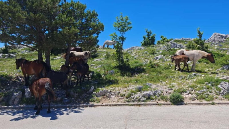 Makarska: Baggy Skywalk & Biokovo Viewpoint Tour - Final Thoughts