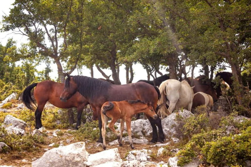 Makarska: Biokovo Skywalk 4X4 Tour - Ultimate Mountain Views - FAQ