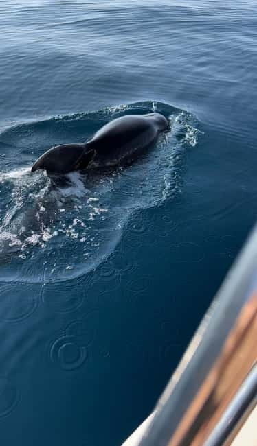 Makarska:Private halfday boat tour,Hvar,blue Cave or Brac - Key Points