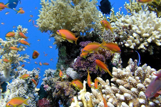 Makena Turtle Town Eco Adventure in Maui - Key Points