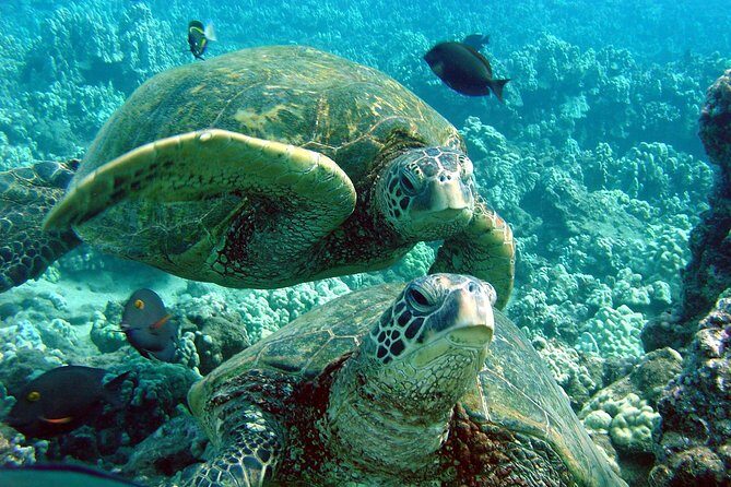 Makena Turtle Town Eco Adventure in Maui - An In-Depth Look at the Makena Turtle Town Eco Adventure