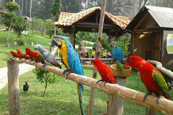 Malacca Zoo & Crocodile Park Tour from Kuala Lumpur with Lunch - Key Points