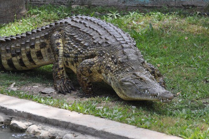 Malacca Zoo & Crocodile Park Tour from Kuala Lumpur with Lunch - Delicious Baba Nyonya Lunch